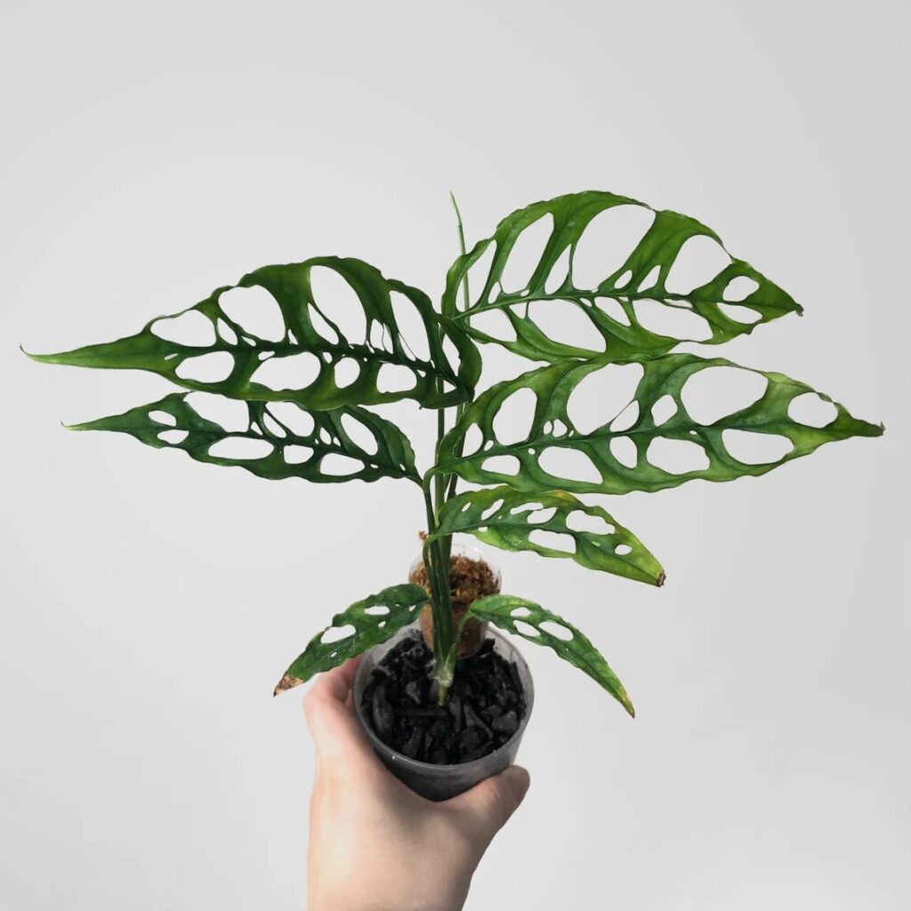 Monstera (terutama varietas langka seperti Monstera Obliqua atau Variegata)