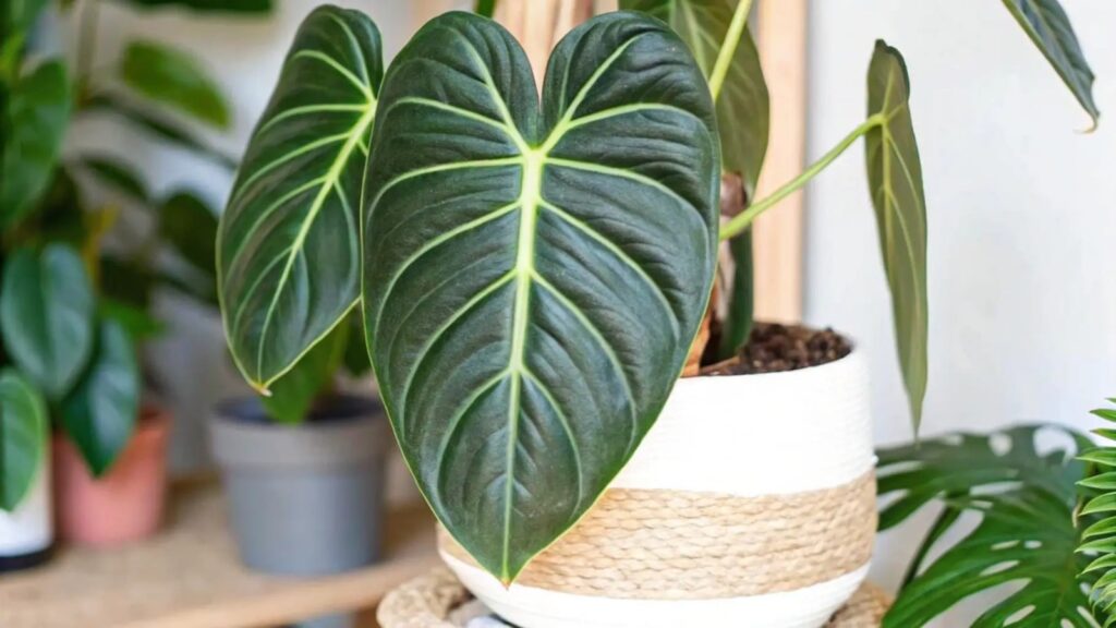 Philodendron (terutama jenis koleksi seperti Melanochrysum)