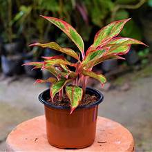 Aglaonema (Aglaonema Red Siam, Lipstick)