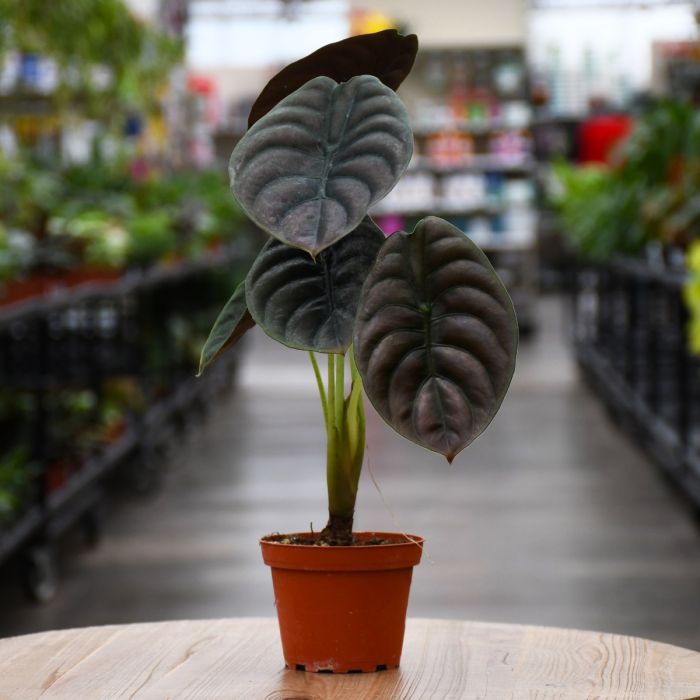 Alocasia (Alocasia Jacklyn, Cuprea)