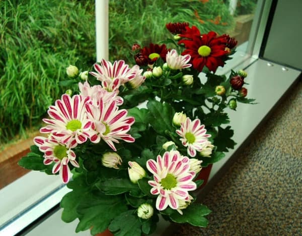 Krisan (Chrysanthemum)