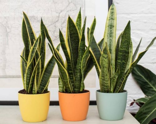 Sansevieria (Lidah Mertua)