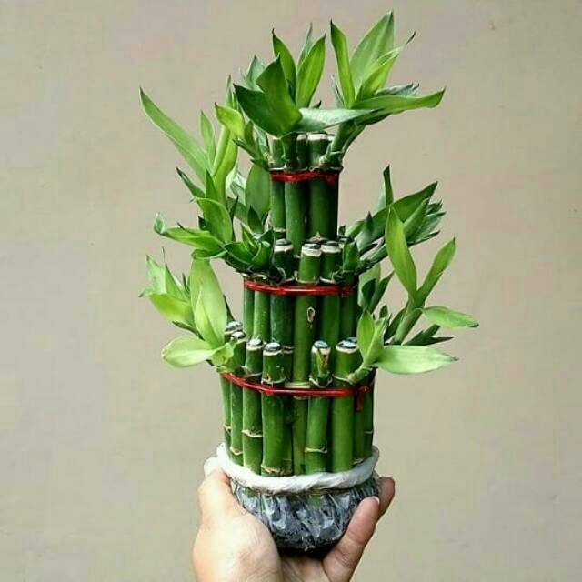 Bambu Rejeki (Dracaena Sanderiana atau Bambu Suji)