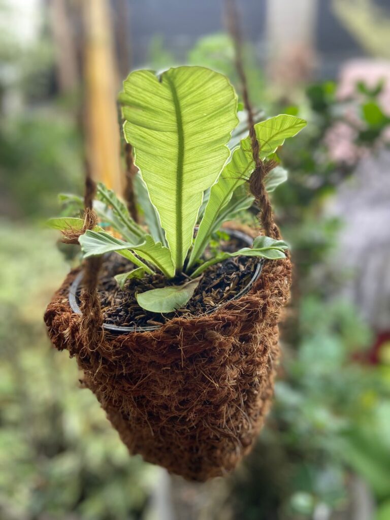 (Kadaka lasagna )Asplenium nidus